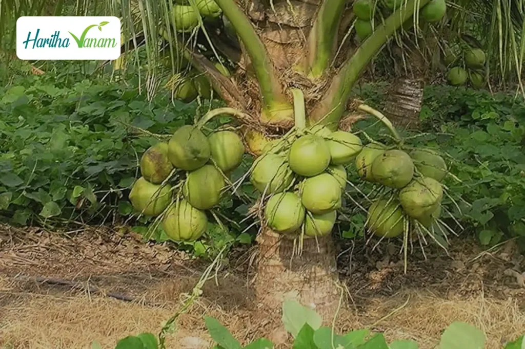 The Rise of Hybrid Coconut Plants: A Revolution in Agriculture and Culinary Arts