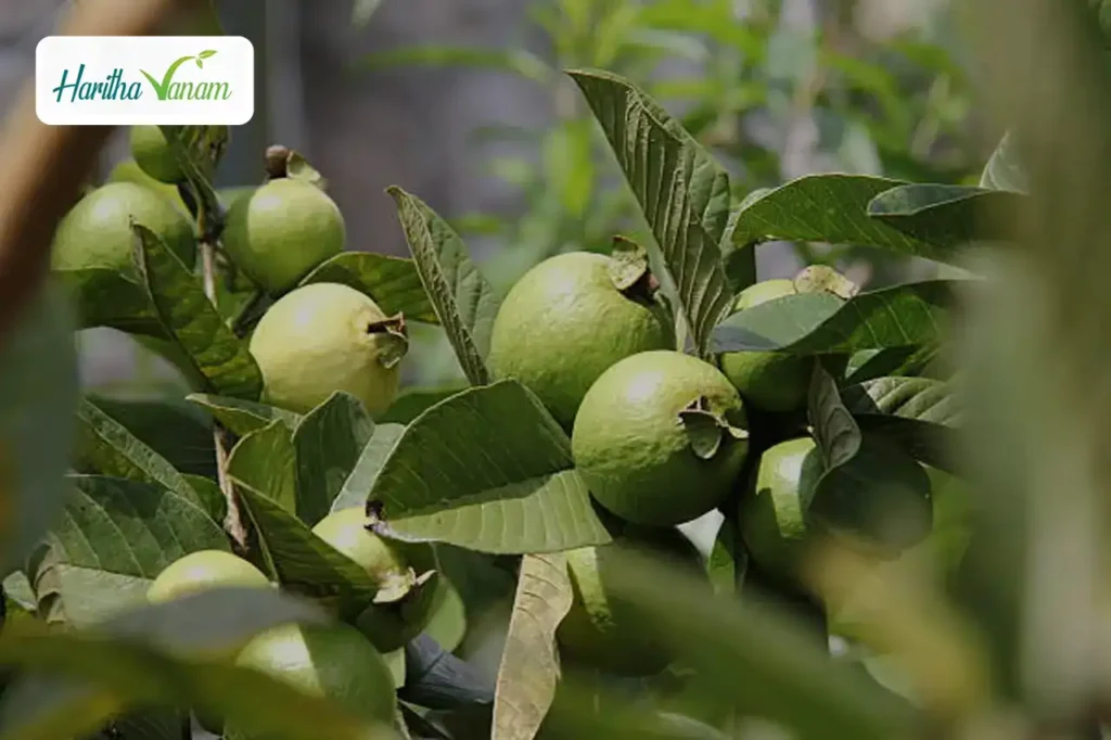 The Marvelous Taiwan Pink Guava: A Sustainable, High-Yield Crop for Every Farmer